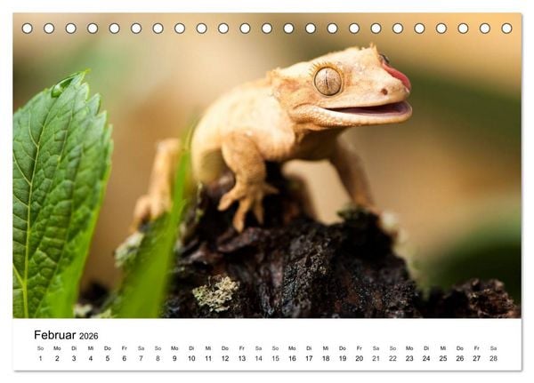 Produktbild: Faszination - Echsen (Tischkalender 2026 DIN A5 quer), CALVENDO Monatskalender