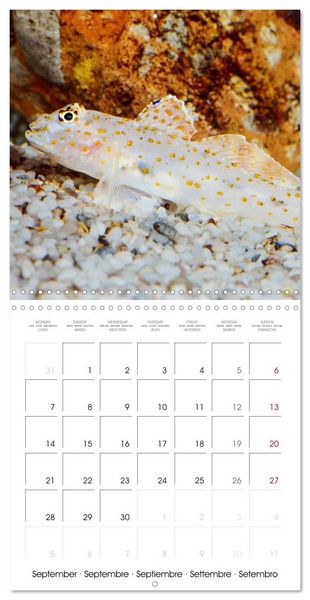 Produktbild: Fish magic (Wall Calendar 2026 12 &times; 12 Inch) CALVENDO 12 Month Wall Calendar