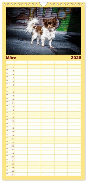 Produktbild: Familienplaner 2026 - Chihuahuas - Cool and Cute mit 5 Spalten (Wandkalender, 21 x 45 cm) CALVENDO
