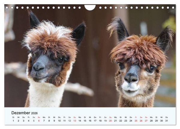 Produktbild: Die Kameliden. H&uuml;bsche Kamele, Lamas und Alpakas (Wandkalender 2026 DIN A4 quer), CALVENDO Monatskalender
