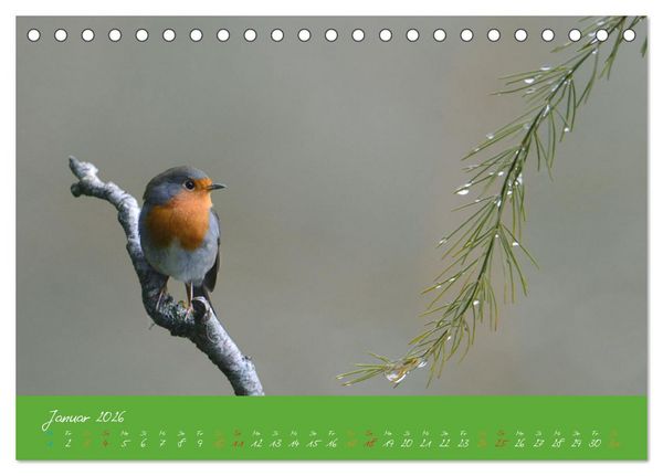 Produktbild: Das Rotkehlchen singt uns ein Lied (Tischkalender 2026 DIN A5 quer), CALVENDO Monatskalender
