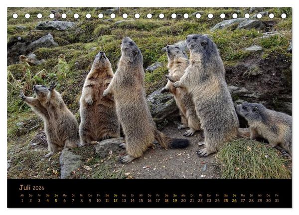 Produktbild: Wildlife - Verspielte Murmeltiere (Tischkalender 2026 DIN A5 quer), CALVENDO Monatskalender