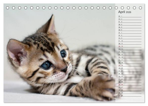 Produktbild: Die Bengalkatze. Edition Jungtiere (Tischkalender 2026 DIN A5 quer), CALVENDO Monatskalender