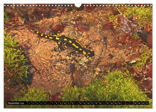 Produktbild: Im Revier der Salamander (Wandkalender 2026 DIN A3 quer), CALVENDO Monatskalender