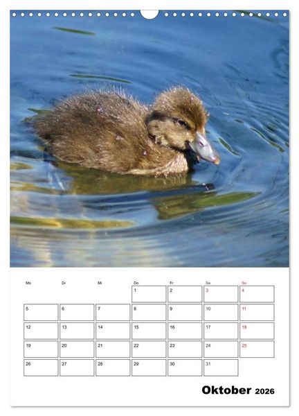 Produktbild: Liebenswerte Enten (Wandkalender 2026 DIN A3 hoch), CALVENDO Monatskalender