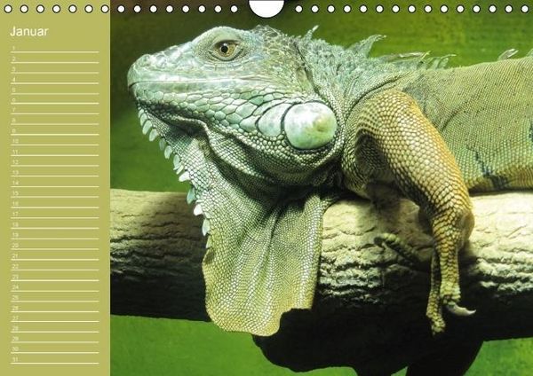 Produktbild: Drachen / Geburtstagskalender (Wandkalender immerw&auml;hrend DIN A4 quer)