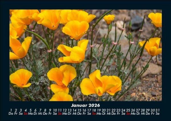 Produktbild: Blumentr&auml;ume 2026 Fotokalender DIN A5