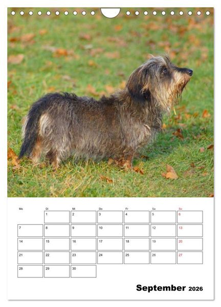 Produktbild: Liebenswerte Zwergrauhaardackel (Wandkalender 2026 DIN A4 hoch), CALVENDO Monatskalender