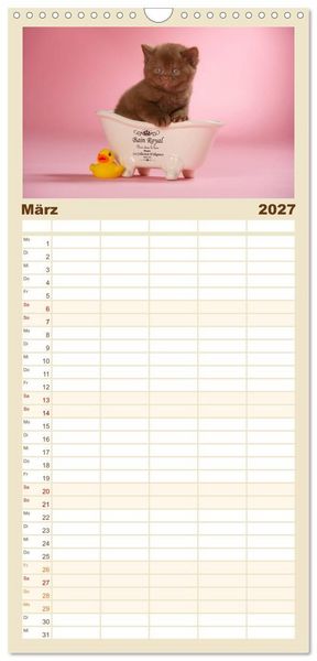 Produktbild: Familienplaner 2027 - Die Britisch Kurzhaar Katze mit 5 Spalten (Wandkalender, 21 x 45 cm) CALVENDO
