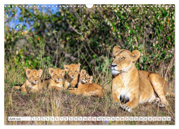Produktbild: African Cats in impressive portraits (Wall Calendar 2026 DIN A3 landscape), CALVENDO 12 Month Wall Calendar