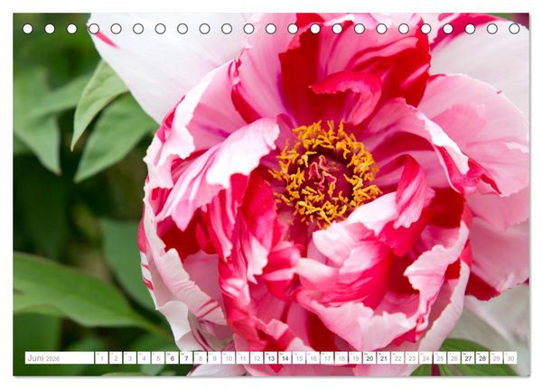 Produktbild: Pfingstrosentraum (Tischkalender 2026 DIN A5 quer), CALVENDO Monatskalender