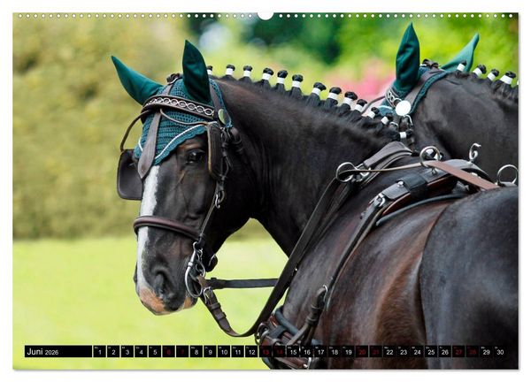 Produktbild: Schwere Warmbl&uuml;ter 2026 (hochwertiger Premium Wandkalender 2026 DIN A2 quer), Kunstdruck in Hochglanz