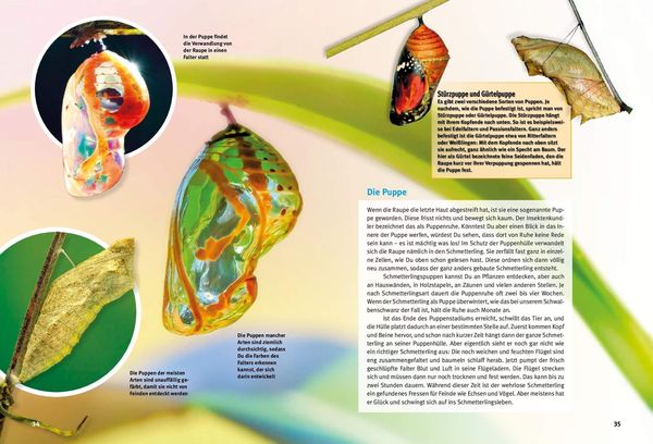 Produktbild: Entdecke die Schmetterlinge