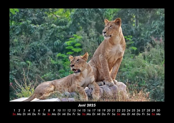 Produktbild: Bilder aus der Natur 2025 Fotokalender DIN A3