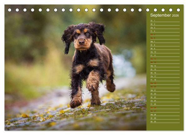 Produktbild: Englische Cocker Spaniel Welpen (Tischkalender 2026 DIN A5 quer), CALVENDO Monatskalender