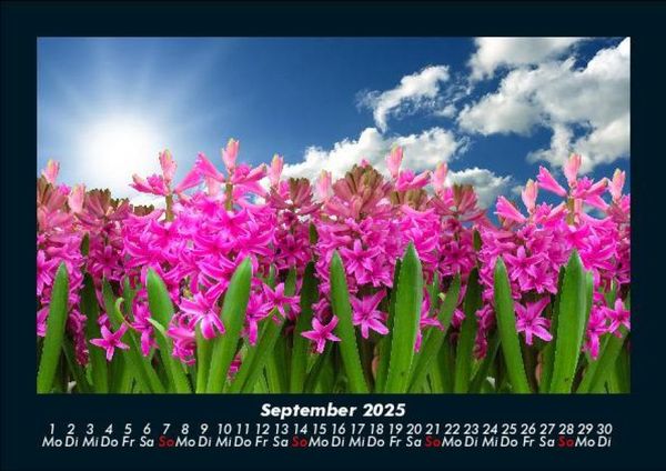 Produktbild: Blumenzauber 2025 Fotokalender DIN A5