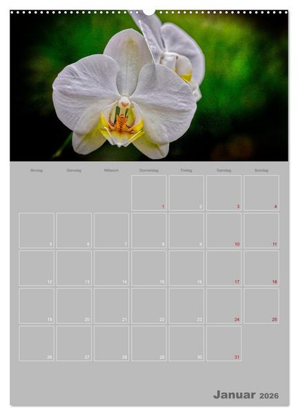 Produktbild: Nachtfalterorchideen in High Dynamic (hochwertiger Premium Wandkalender 2026 DIN A2 hoch), Kunstdruck in Hochglanz