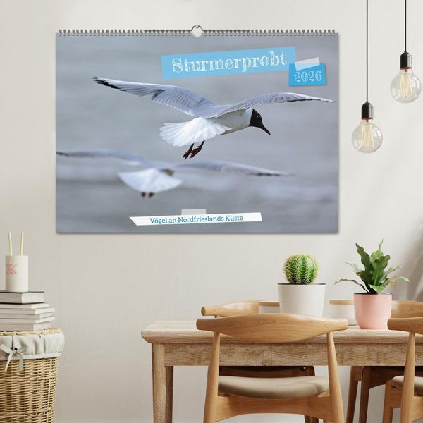 Produktbild: Sturmerprobt - V&ouml;gel an Nordfrieslands K&uuml;ste (Wandkalender 2026 DIN A2 quer), CALVENDO Monatskalender