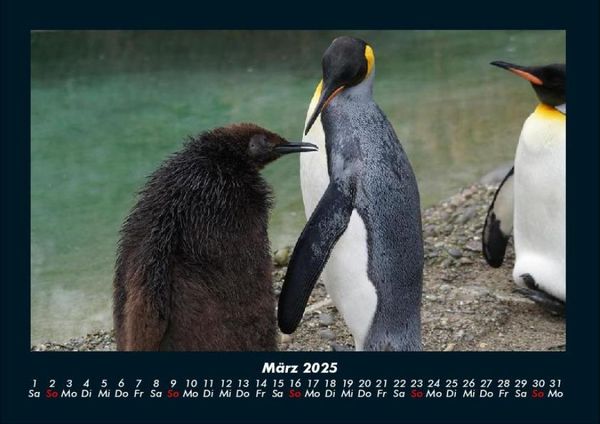 Produktbild: Tierkalender 2025 Fotokalender DIN A4