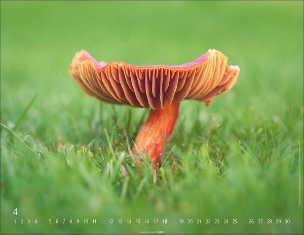 Produktbild: Wunderwelt der Pilze Kalender 2027