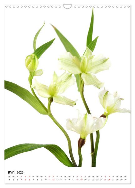 Produktbild: Fleurs &eacute;l&eacute;gantes (Calendrier mural 2026 DIN A3 horizontal), CALVENDO calendrier mensuel