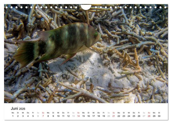Produktbild: Unterwasserwelt der Malediven III (Wandkalender 2026 DIN A4 quer), CALVENDO Monatskalender