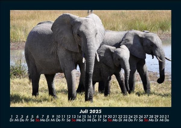 Produktbild: Elefanten 2025 Fotokalender DIN A5