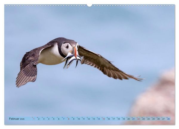 Produktbild: Papageientaucher - Farbenfrohe Flieger der Natur (hochwertiger Premium Wandkalender 2026 DIN A2 quer), Kunstdruck in Hochglanz
