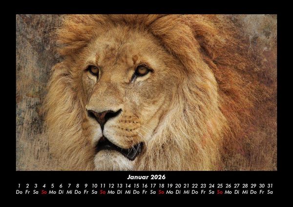 Produktbild: L&ouml;wen in der Wildnis 2026 Fotokalender DIN A3