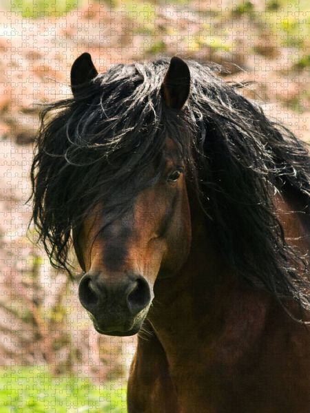 Produktbild: CALVENDO Puzzle Schwarzw&auml;lder Kaltbluthengst im Portrait | 1000 Teile Lege-Gr&ouml;&szlig;e 64x48cm Foto-Puzzle f&uuml;r gl&uuml;ckliche Stunden