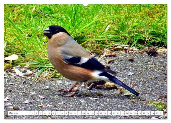 Produktbild: Herr und Frau Gimpel - Stammg&auml;ste im Garten (hochwertiger Premium Wandkalender 2026 DIN A2 quer), Kunstdruck in Hochglanz