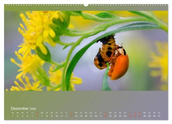Produktbild: Falter, K&auml;fer und Co.faszinierend, doch extrem gef&auml;hrdet (Wandkalender 2026 DIN A2 quer), CALVENDO Monatskalender
