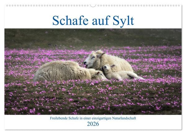 Produktbild: Schafe auf Sylt (Wandkalender 2026 DIN A2 quer), CALVENDO Monatskalender