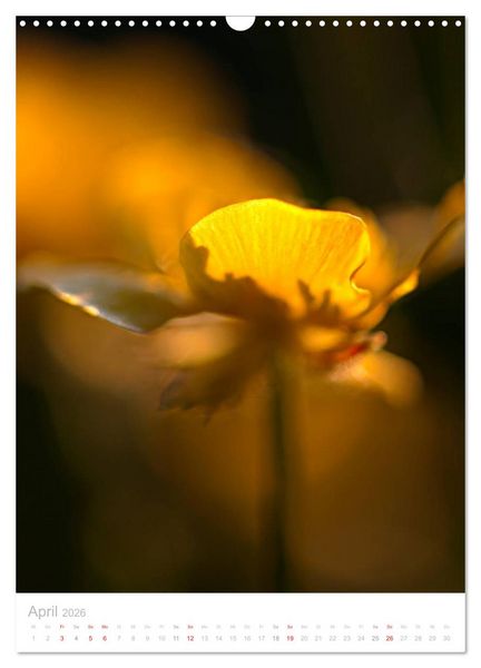 Produktbild: Wiesenblumen (Wandkalender 2026 DIN A3 hoch), CALVENDO Monatskalender
