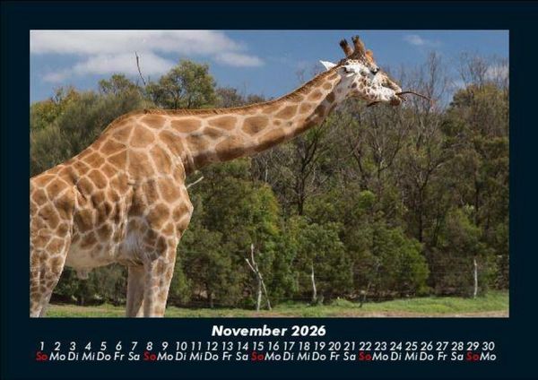 Produktbild: Giraffen 2026 Fotokalender DIN A5