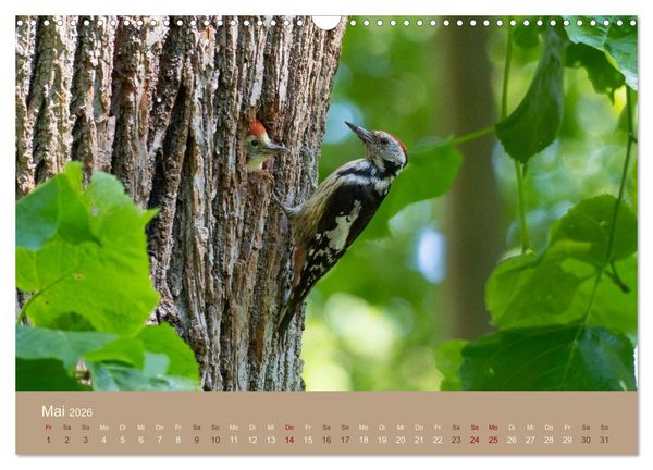 Produktbild: Jenseits der Z&auml;une (Wandkalender 2026 DIN A3 quer), CALVENDO Monatskalender