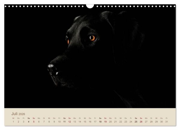 Produktbild: Labrador Retriever (Wandkalender 2026 DIN A3 quer), CALVENDO Monatskalender
