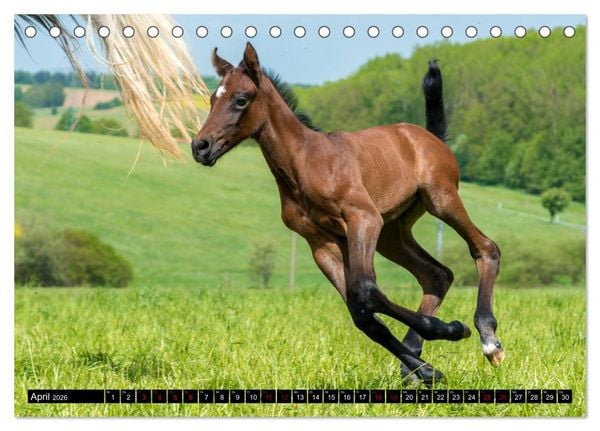 Produktbild: Fohlen entdecken die Welt (Tischkalender 2026 DIN A5 quer), CALVENDO Monatskalender