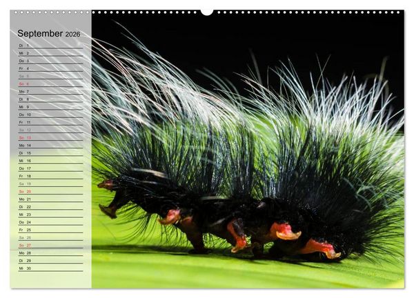 Produktbild: Die geheimnisvolle Welt der Insekten (hochwertiger Premium Wandkalender 2026 DIN A2 quer), Kunstdruck in Hochglanz
