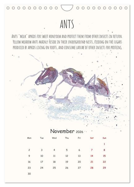 Produktbild: Symbiosis, the story of collaborations in nature (Wall Calendar 2026 DIN A4 portrait), CALVENDO 12 Month Wall Calendar