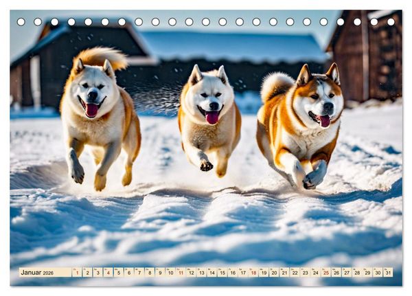 Produktbild: Akita Inu - Inbegriff der Treue (Tischkalender 2026 DIN A5 quer), CALVENDO Monatskalender