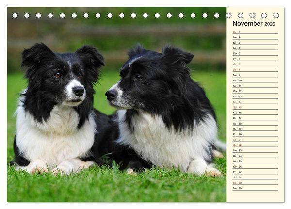 Produktbild: Border Collie 2026 (Tischkalender 2026 DIN A5 quer), CALVENDO Monatskalender