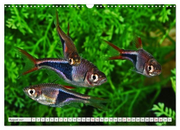 Produktbild: Beliebte Fische der Welt (Wandkalender 2027 DIN A3 quer), CALVENDO Monatskalender
