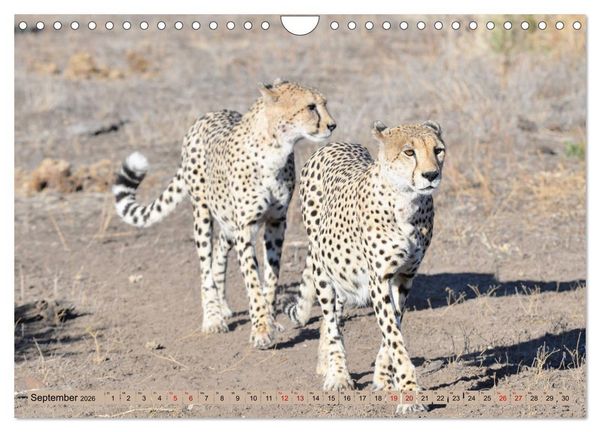 Produktbild: Geparden - schnelle J&auml;ger (Wandkalender 2026 DIN A4 quer), CALVENDO Monatskalender