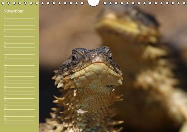 Produktbild: Drachen / Geburtstagskalender (Wandkalender immerw&auml;hrend DIN A4 quer)