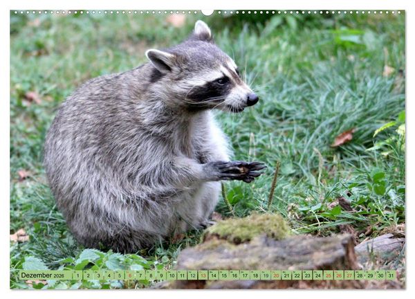 Produktbild: Der Waschb&auml;r - Der Maskentr&auml;ger in unseren W&auml;ldern (hochwertiger Premium Wandkalender 2026 DIN A2 quer), Kunstdruck in Hochglanz