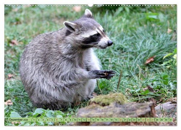 Produktbild: Der Waschb&auml;r - Der Maskentr&auml;ger in unseren W&auml;ldern (Wandkalender 2026 DIN A2 quer), CALVENDO Monatskalender