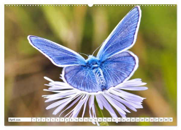 Produktbild: Schmetterlinge im Fokus (hochwertiger Premium Wandkalender 2026 DIN A2 quer), Kunstdruck in Hochglanz