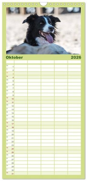 Produktbild: Familienplaner 2026 - Border Collies mit 5 Spalten (Wandkalender, 21 x 45 cm) CALVENDO