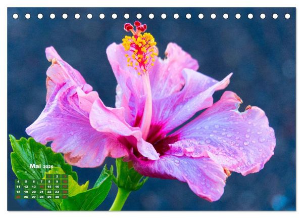 Produktbild: Lanzarote - Land der schwarzen Erde (Tischkalender 2026 DIN A5 quer), CALVENDO Monatskalender